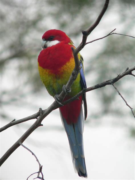 birds of australia 5 Free Photo Download | FreeImages