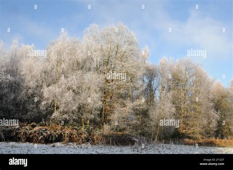 leaf tree trees winter leaves snow coke cocaine material drug ...