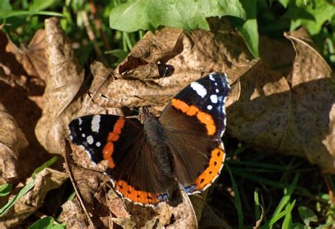 La Mariposa Del Almirante Rojo Vanessa Atalanta Se Sienta En Hojas