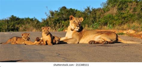 2,359 Lioness cubs playing Stock Photos, Images & Photography ...