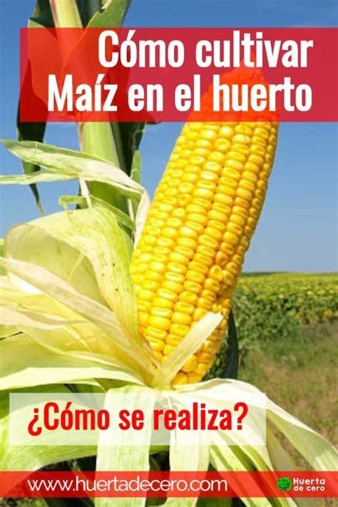 C Mo Se Siembra El Ma Z Ten Tu Planta De Ma Z