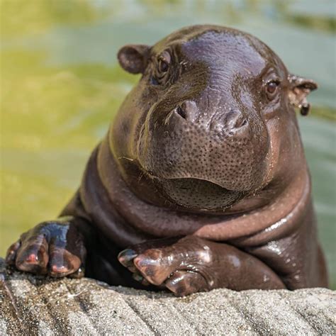 Unveiling The Enigmatic World Of Hippos With Down Syndrome: Discoveries And Insights