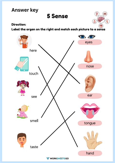 5 Sense Worksheets | WorksheetsGO