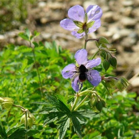 Wiesenstorchschnabel Bio Saatgut Blumenwiesen Syringa Samen Und