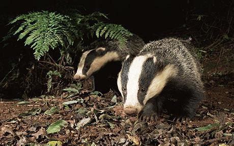 What Do Badgers Eat | What Do Honey Badgers Eat