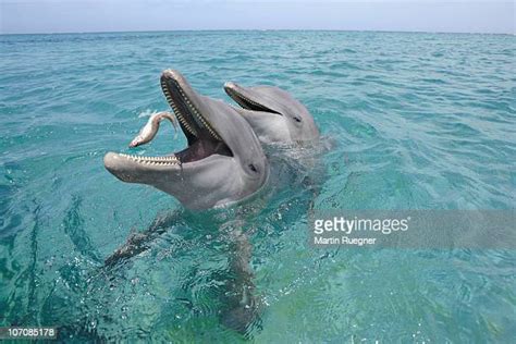 Dolphin Eating Fish Foto E Immagini Stock Getty Images