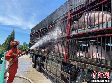 酷热难耐生猪中暑 湖北黄冈消防送水降温 大河网