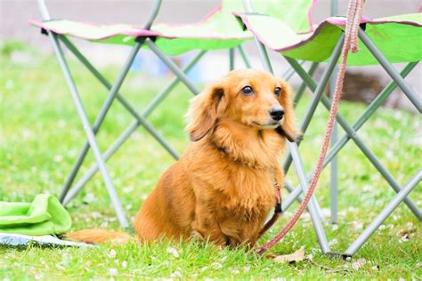 Long Haired Miniature Dachshund The Ultimate Purebred Icon