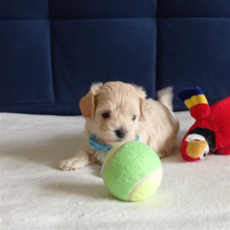 Śliczny Piesek Maltipoo Maltańczyk Pudel Toy Łask OLX pl