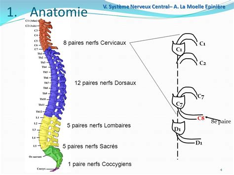 Colonne vertébrale et moelle spinale