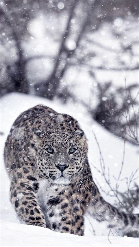 Snow Leopard Wallpapers - Top Free Snow Leopard Backgrounds ...