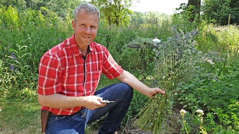 Katzenminze Im Sommer Schneiden Gartenberatung Im Verband