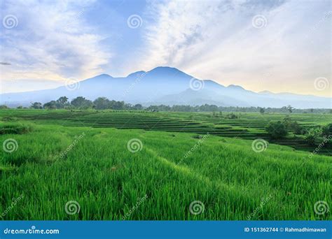 Indonesian Natural Beauty With A View Of Green Rice Fields As Well As A