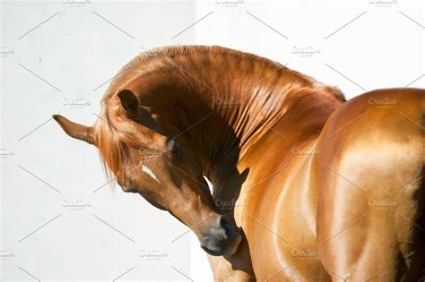 chestnut arabian horse | High-Quality Animal Stock Photos ~ Creative Market