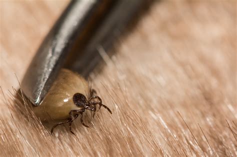 Mitos Sobre Pulgas E Carrapatos Entenda Tudo Fisio Care