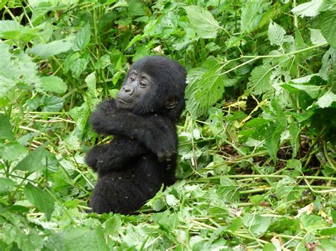 Rwanda Gorilla Permit Key Information And Essential Insights