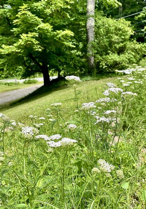 Sylvan Park | Sylvatica Design