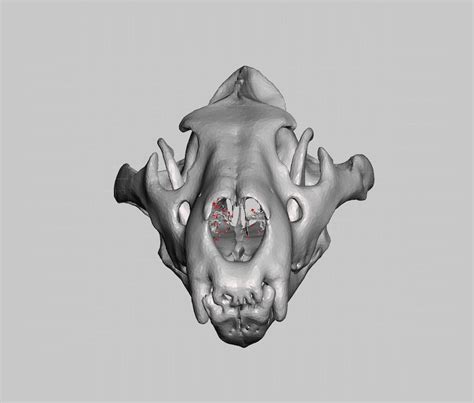 Red Fox Skull Vulpes Vulpes High Resolution Stl Scan Animal