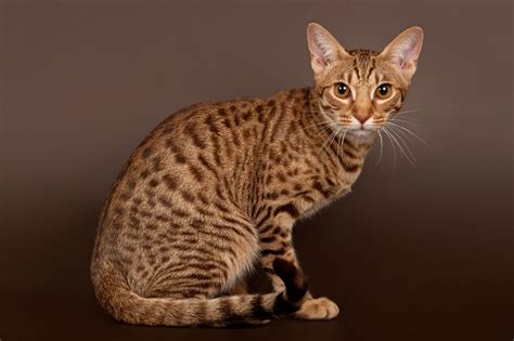 Ticked Tabby With Residual Markings