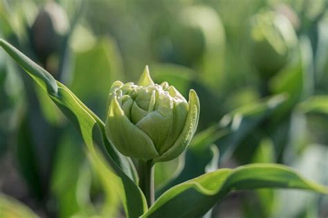 Premium Photo | Green tulips