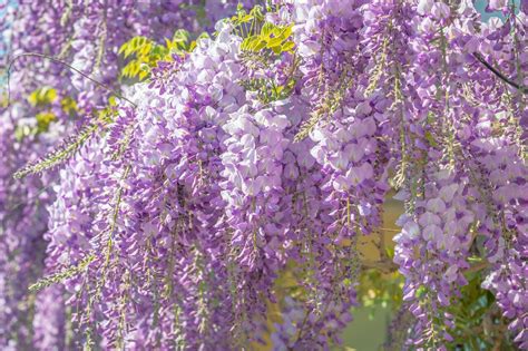 Deep Into The Wisteria And The Give Of The Ground Opinion