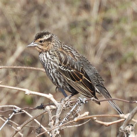 Red Winged Blackbird Burlington Ontario Canada Jan Mersey Flickr