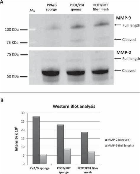 A Western Blot Results Show The Expression Of MMP 2 And MMP 9