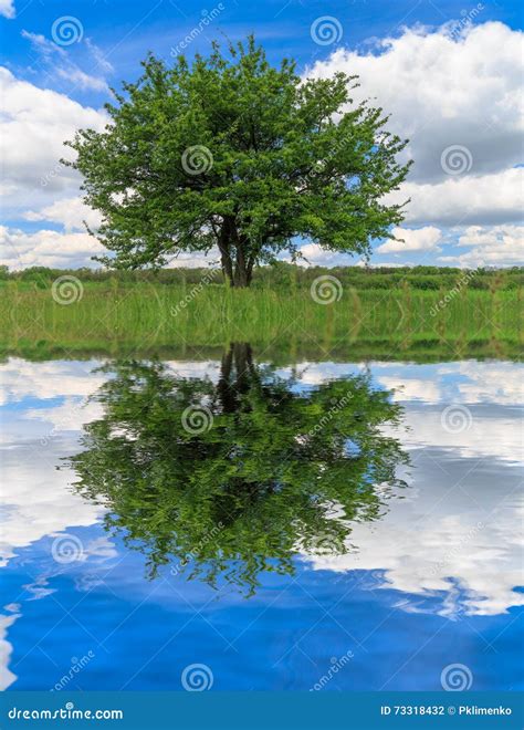 Alone Green Tree And Water Reflection Stock Photo Image Of Scene