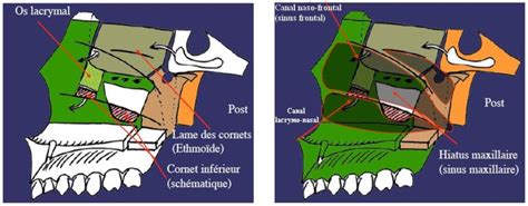 cornet inférieur UE8 Spé Tête et Cou Tutorat Associatif Toulousain