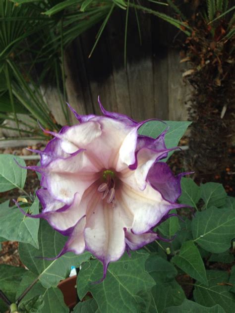 Purple Moonflower California Moon Flower Flowers Plants