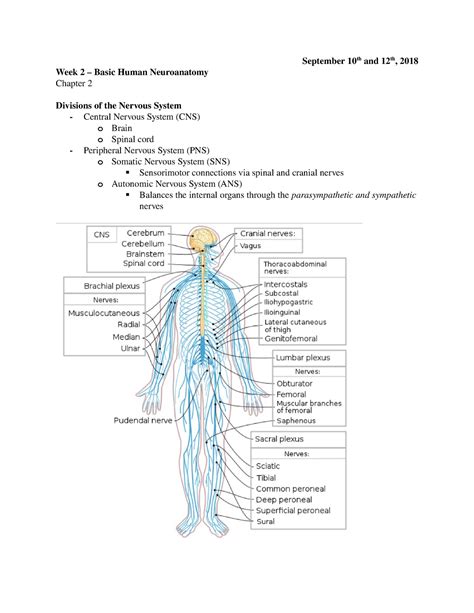 Week 2 Basic Human Neuroanatomy O According To Neurosurgery