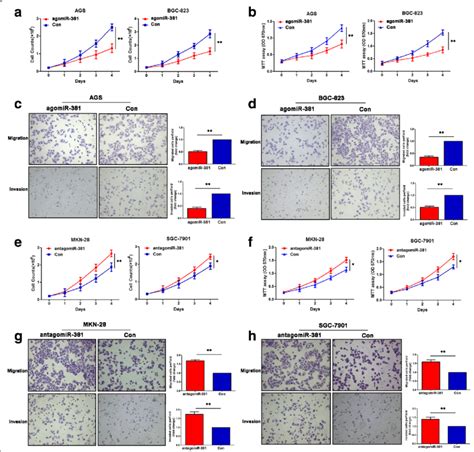 MiR 381 Suppresses Gastric Cancer Proliferation Migration And Invasion