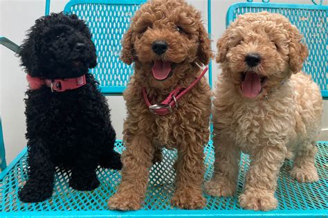 Poodle-Doodle Petlandia - Puppies For Sale