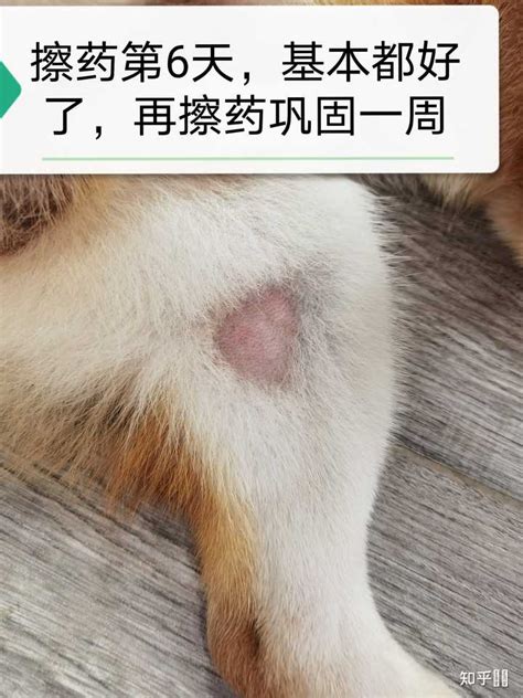 柴犬皮肤病？ 知乎