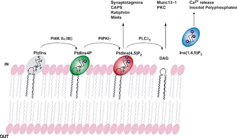 3 Phosphoinositides And Exocytosis The Major Synaptic Pathway For Download Scientific Diagram