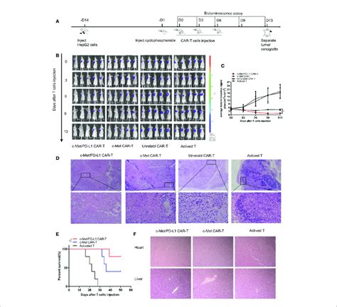 In Vivo Antitumor Activities Of C Met PD L1 CAR T Cells Against