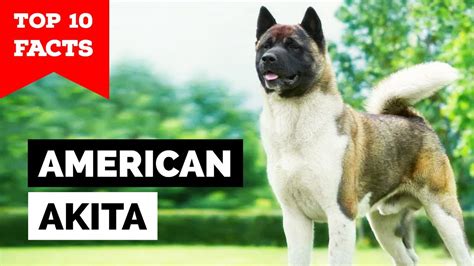 American Akita Top Facts Youtube