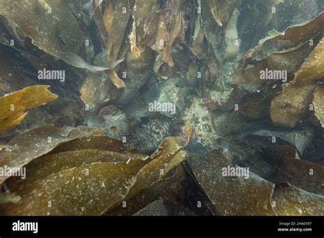 Kelp (brown algae, order Laminariales Stock Photo - Alamy