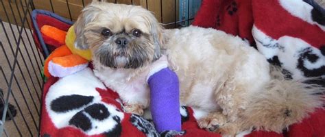 Southern Shih Tzu Rescue Rescuing And Rehoming Shih Tzu S