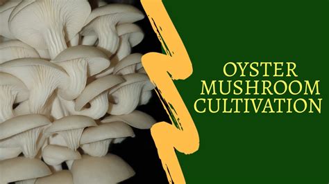 Oyster Mushroom Cultivation Youtube