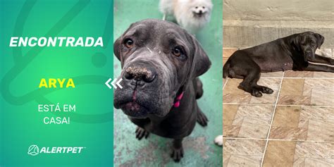 Cachorro Encontrado São Paulo SP Arya AlertPet