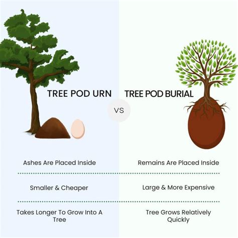 Tree Pod Burials & The Future of Green Funerals