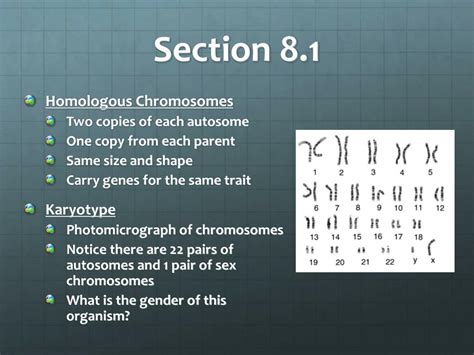 Ppt Chapter 8 Cell Reproduction Powerpoint Presentation Free Download Id 1394583