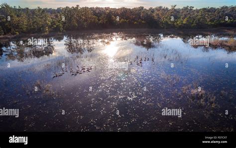 Ocala national forest wildlife hi-res stock photography and images - Alamy