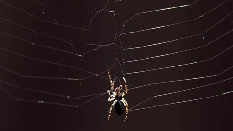 Chuva De Aranhas Assustou Moradores Em Minas Gerais Veja O V Deo