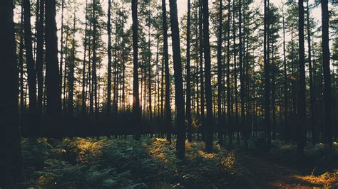 Sun, Forest, Sunset, Trees wallpaper - Coolwallpapers.me!