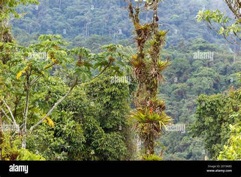 Trees In Montane Rainforest At 2000m Elevation Above Rio Coca In The