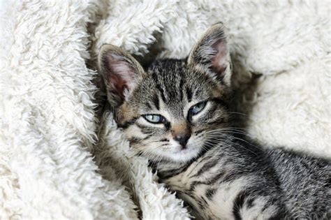 Cute small kitten stock photo. Image of relaxation, kitty - 270682298