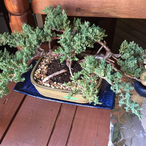 Juniperus Chinensis Bonsai Juniper Bonsai In Gardentags Plant