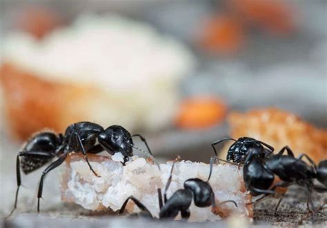 ­how Do I Get Rid Of Ants In Car 5 Effective Things To Try